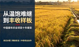 从温饱难继到丰收样板，中国援布隆迪农业项目十年实现跨越式蝶变